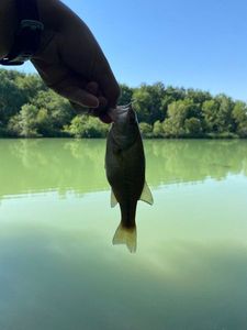 Largemouth Bass