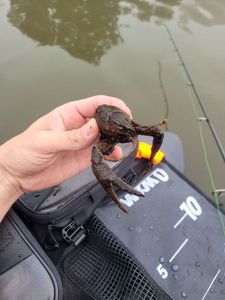 Red Swamp Crayfish