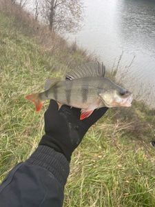 European Perch