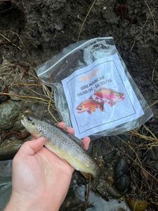 Brown Trout