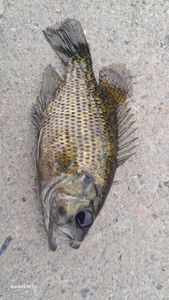 Smallmouth Bass