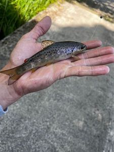 Brown Trout