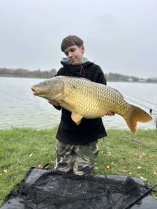 Common Carp