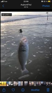 European Bass (Seabass)