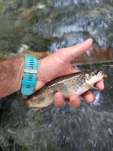 Brown Trout