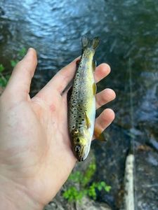 Brown Trout