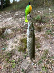 Northern Pike