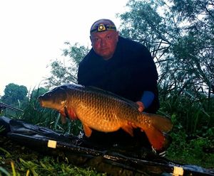 Common Carp