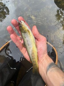 Brown Trout