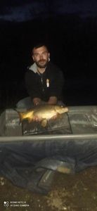 Mirror Carp