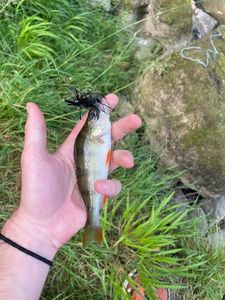 European Perch