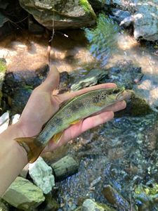 Brown Trout