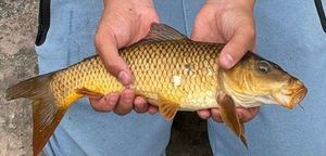 Koï Fish