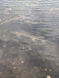 Sturgeon