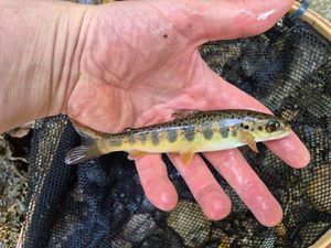 Atlantic Salmon (Juvenile)