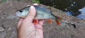European Perch