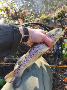 Brown Trout