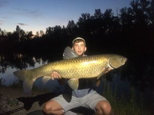 Grass Carp