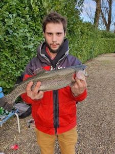 Rainbow Trout