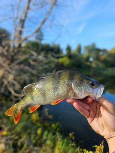 European Perch
