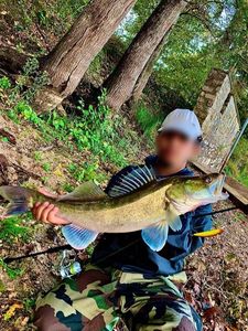 Zander