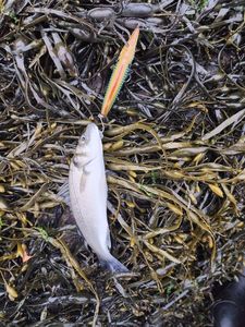 European Bass (Seabass)