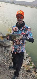 Largemouth Bass
