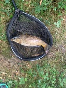 Common Carp