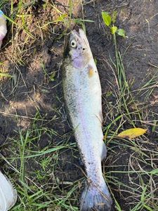 Lake Trout