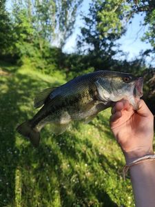 Largemouth Bass