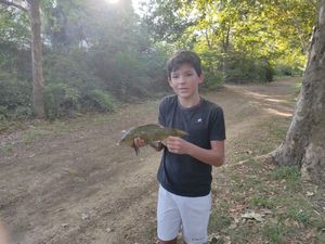Tench