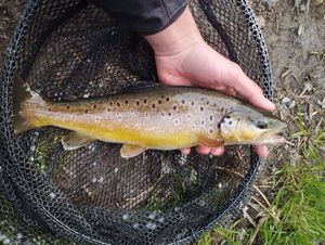 Brown Trout