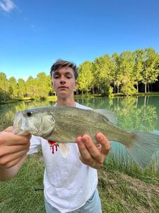 Largemouth Bass