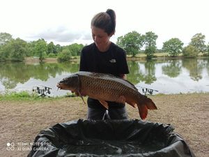 Common Carp
