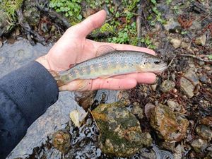 Brown Trout