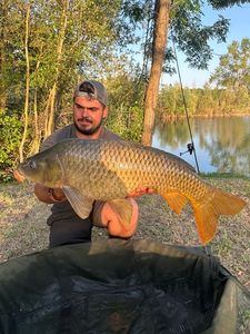 Common Carp