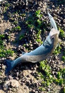 European Bass (Seabass)
