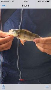 European Perch