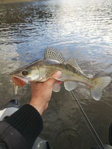 Zander
