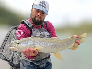 Marble Trout
