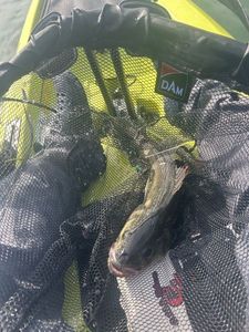 European Bass (Seabass)