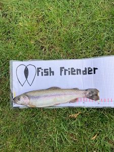 Rainbow Trout