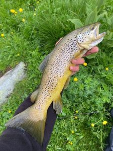 Brown Trout