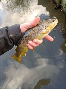 Brown Trout