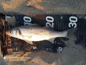 European Bass (Seabass)