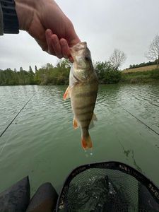 European Perch