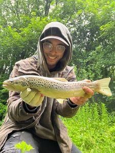 Brown Trout