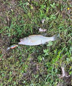 Largemouth Bass