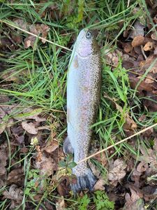 Rainbow Trout