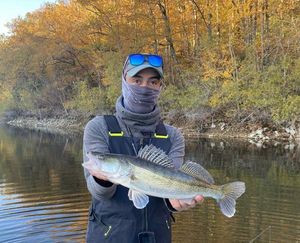 Zander
